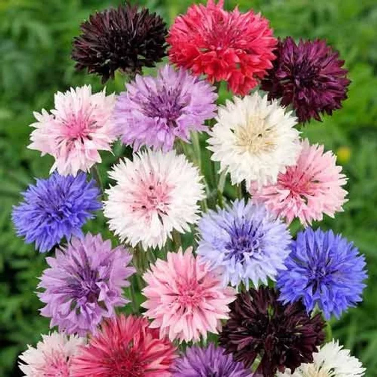 17980704.webp