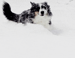 17beeab2ed8b28b42b567295b9e4fbf0.gif