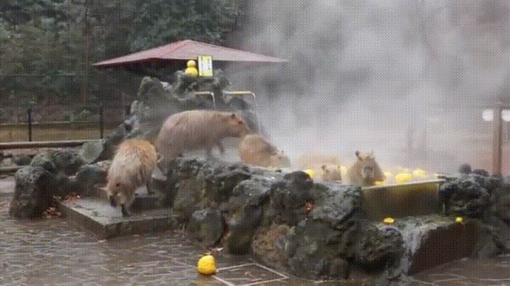 17ebd51bbfa9ffec4.gif