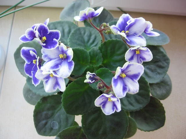 1840450_m.webp