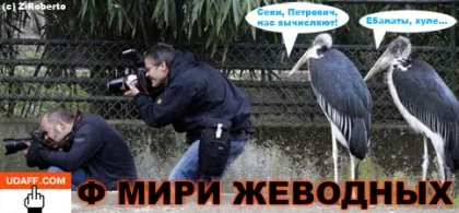 185804.webp