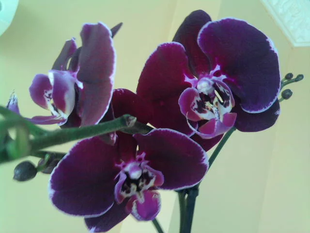 1869371_m.webp