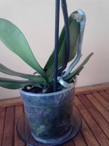 1869375_m.webp