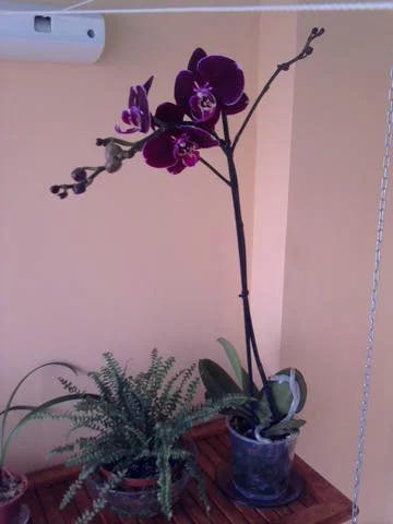1869376_m.webp