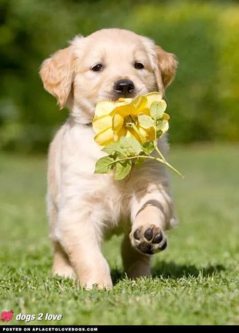 186ee413a541c9ca44ffe13fe94442cf.webp