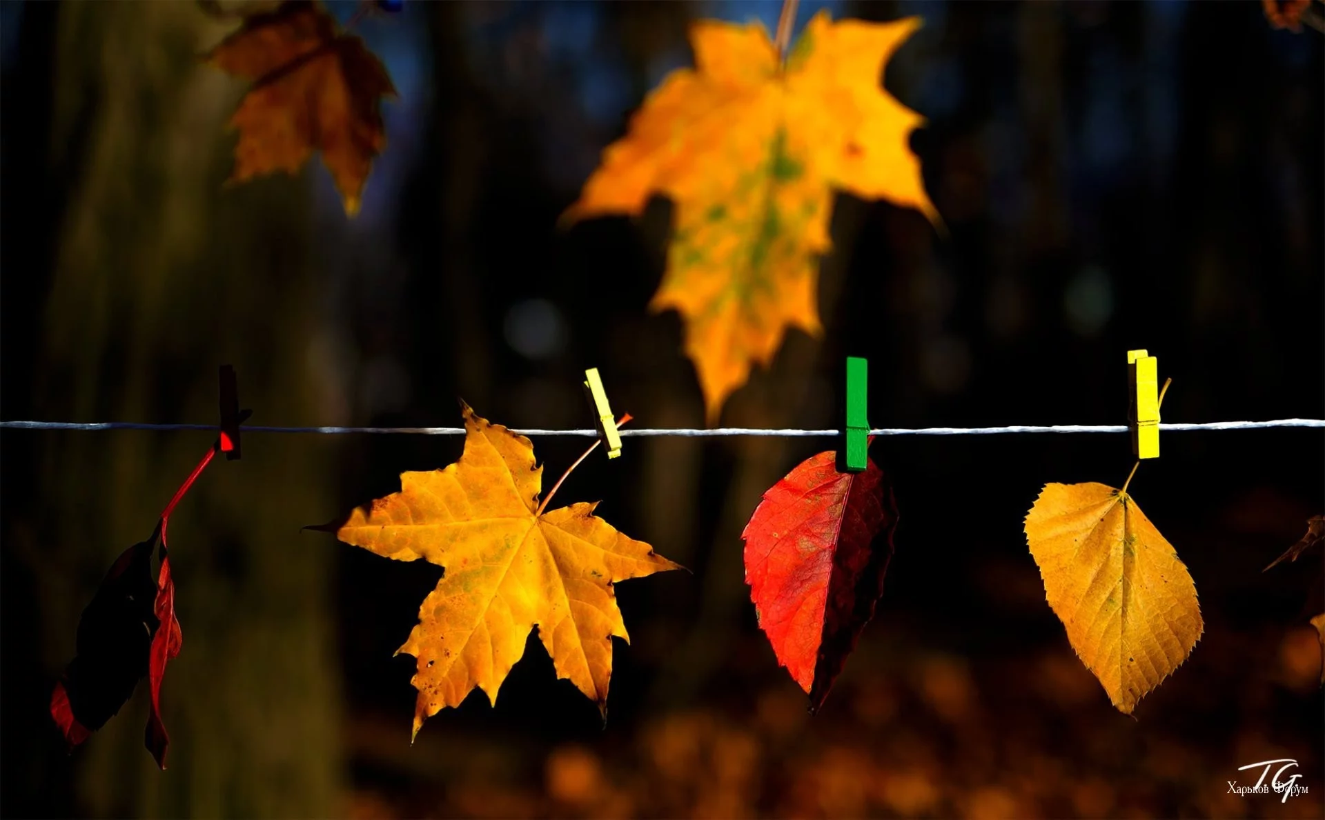 1917f043061d6b6d8.webp