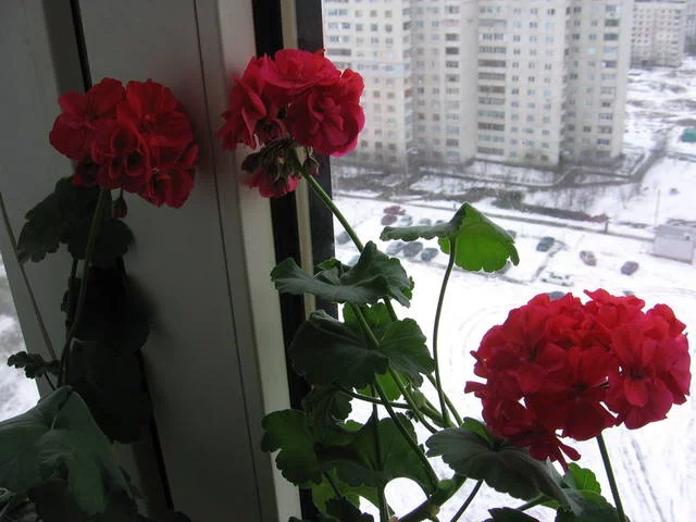 1948743_m.webp