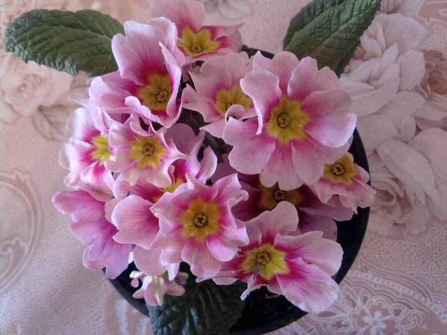 1951691_m.webp