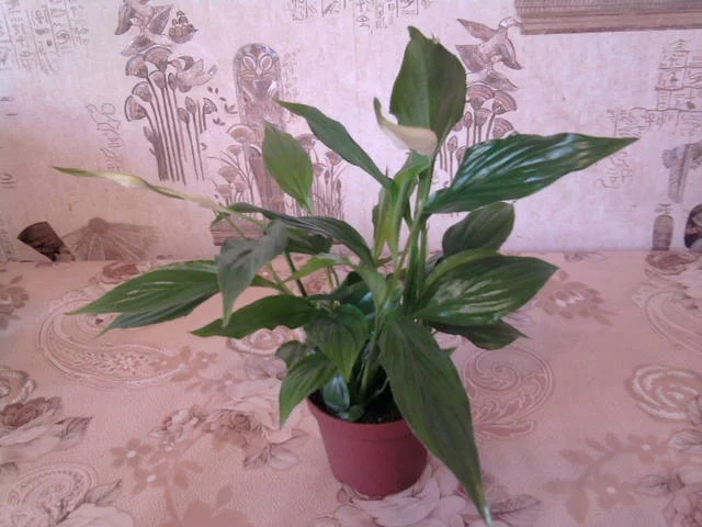 1951692_m.webp