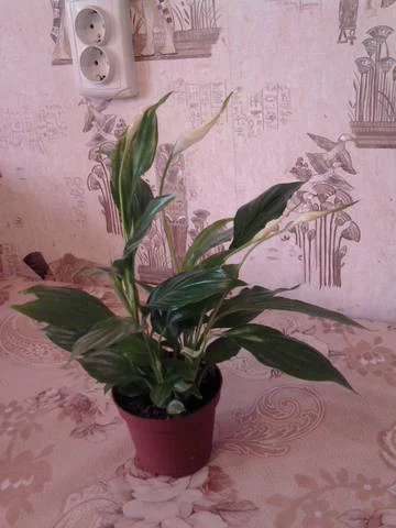 1951693_m.webp