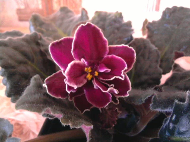 1951694_m.webp