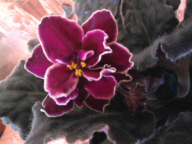 1951695_m.jpg
