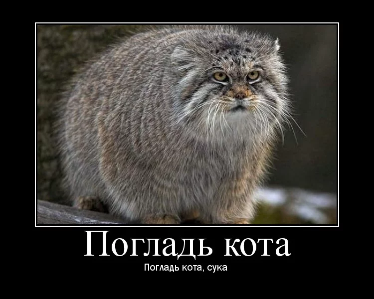 19532.webp