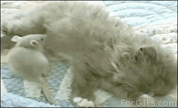 195584.gif