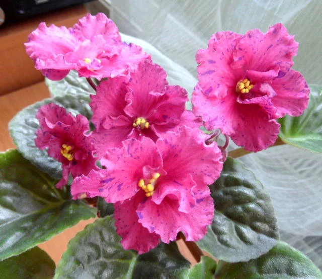 1964167_m.webp