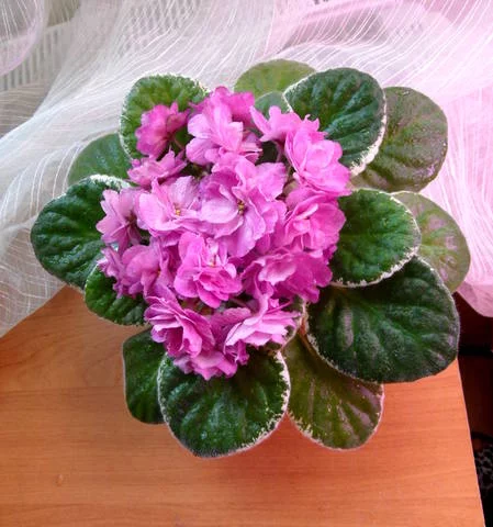 1964172_m.webp