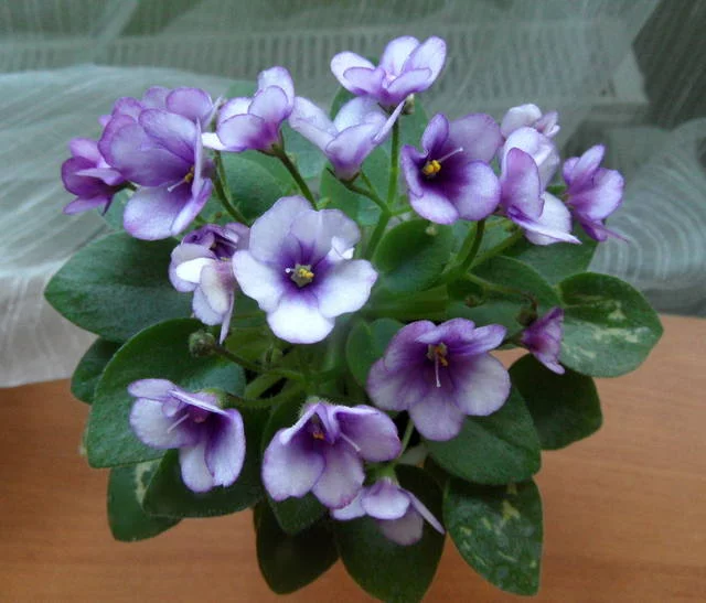 1964187_m.webp
