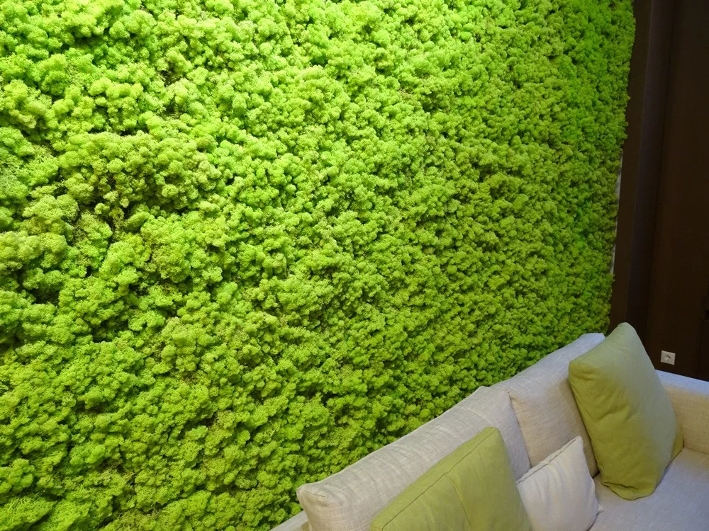 199982557_w640_h640_wall_moss.webp