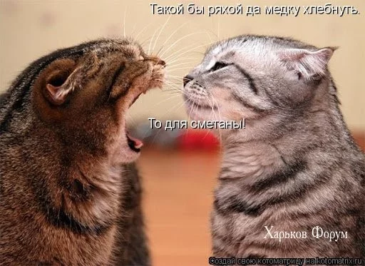 19ba895a69ead2dbe9d.webp