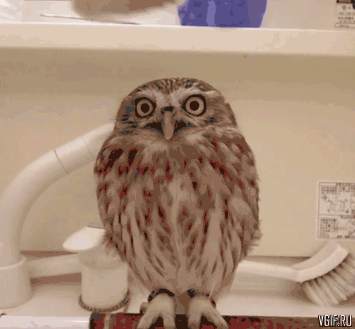 19cf685af00542d5149432f2.gif