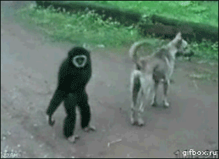 1_1.gif