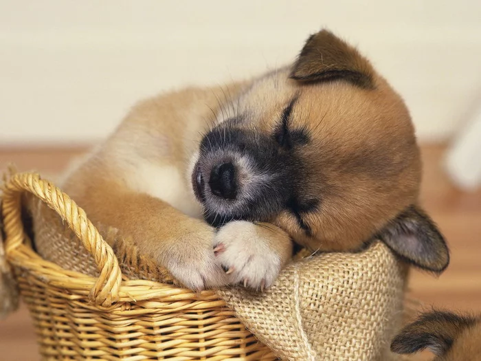 1_52550d2f05c5652550d2f05c95.webp