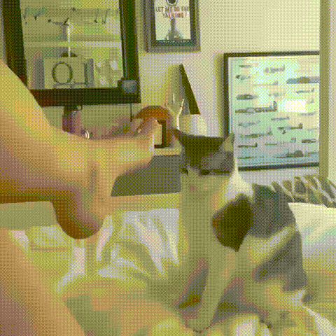 1a6e39f0bbc35fdb.gif