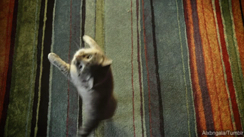 1aeabf.gif