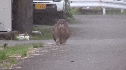 1AgCw8J.gif