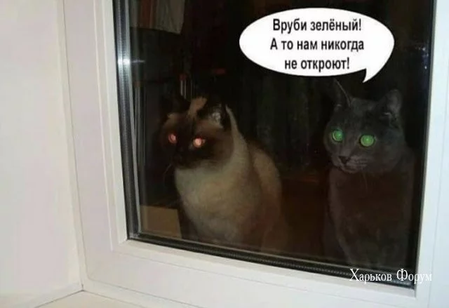 1b0c803b1ac654656.webp
