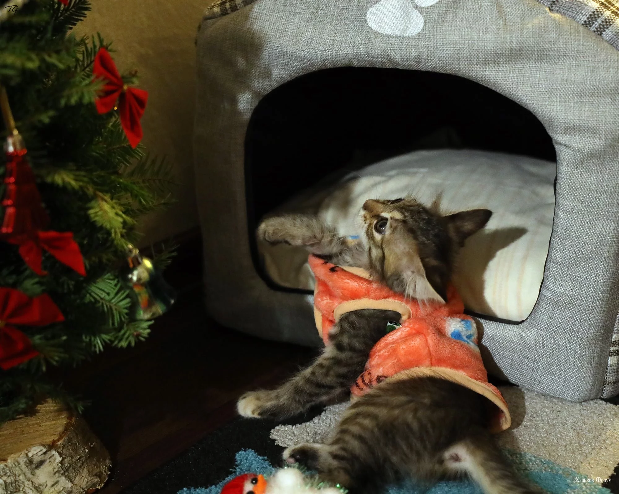 1b6f445aeabf8ae8297615.webp