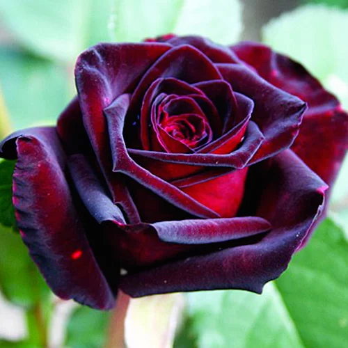 1begec.webp