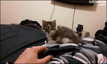 1bgdff.gif