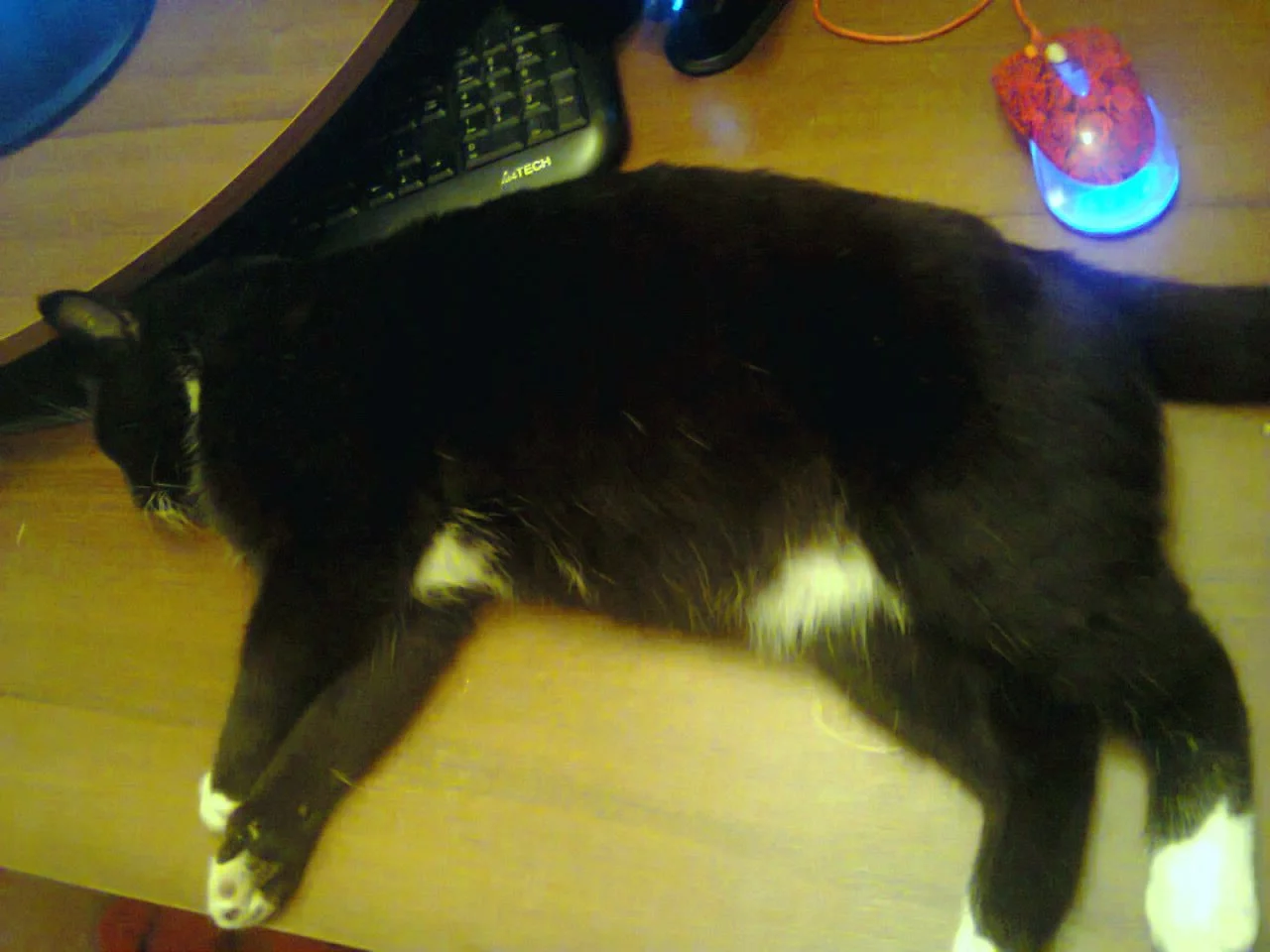 1bwiNiWrGDI.webp