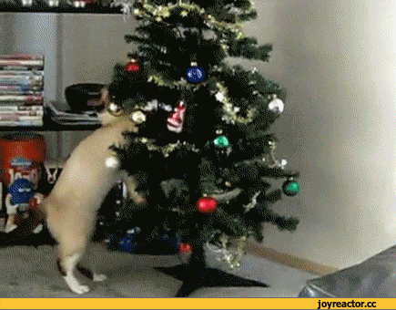 1c5ee2fa1773889f17735.gif