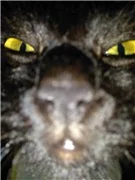 1ccfda.webp