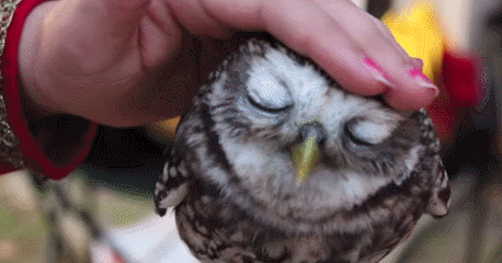 1d4cfc4f27e3b7fa615.gif
