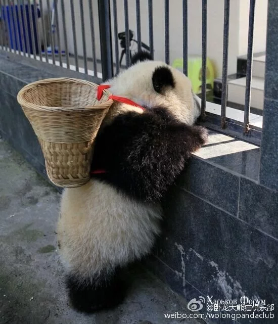 1d4f3339d0dc683d9.webp