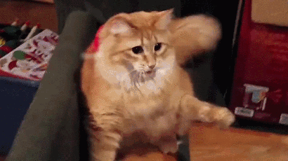 1d7f8af71bdefc4b2186.gif