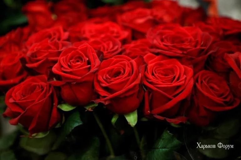 1da9d6b237a797d8.webp
