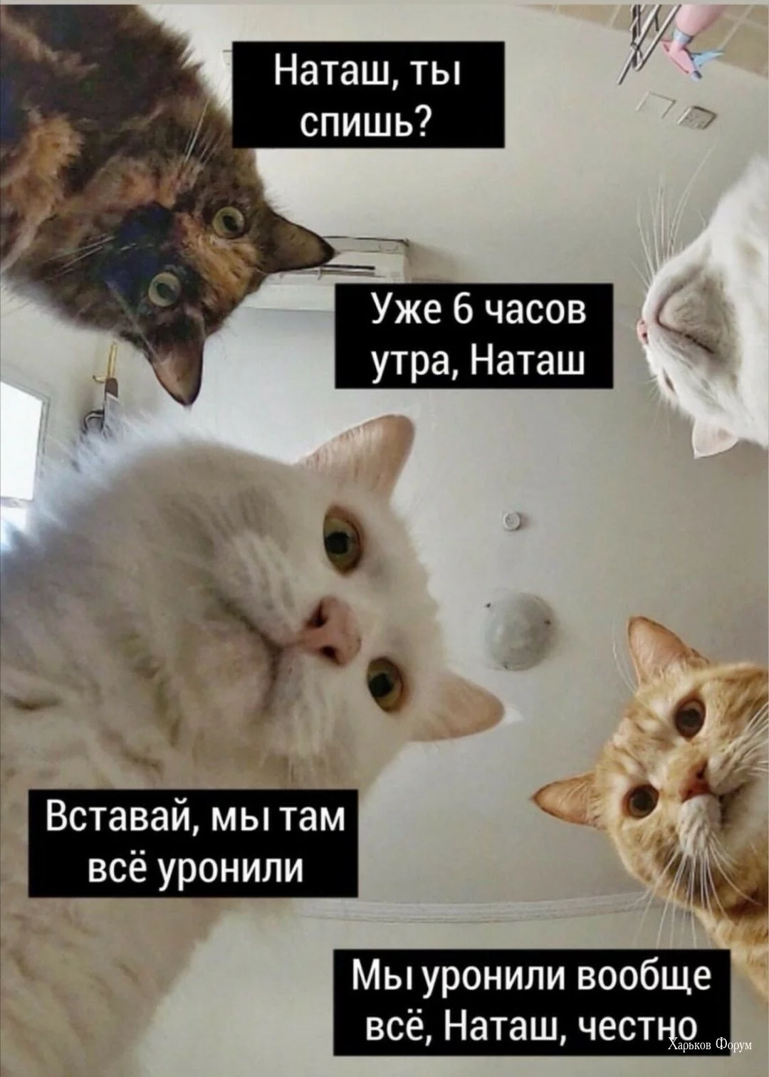 1dd25afc9d01d436bed36.webp