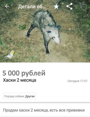 1dfhaa.jpg