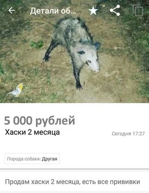 1dfhaa.webp