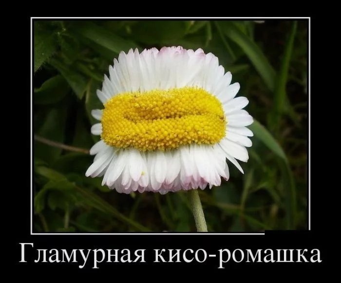 1djfee.webp