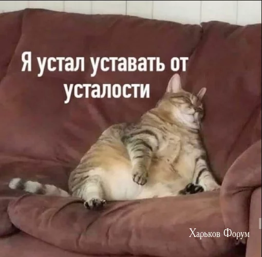 1e2bf1172d24a4d2.webp