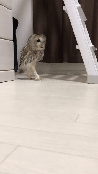 1e5af899edf516d3e3032f.gif