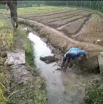1eeedc.gif