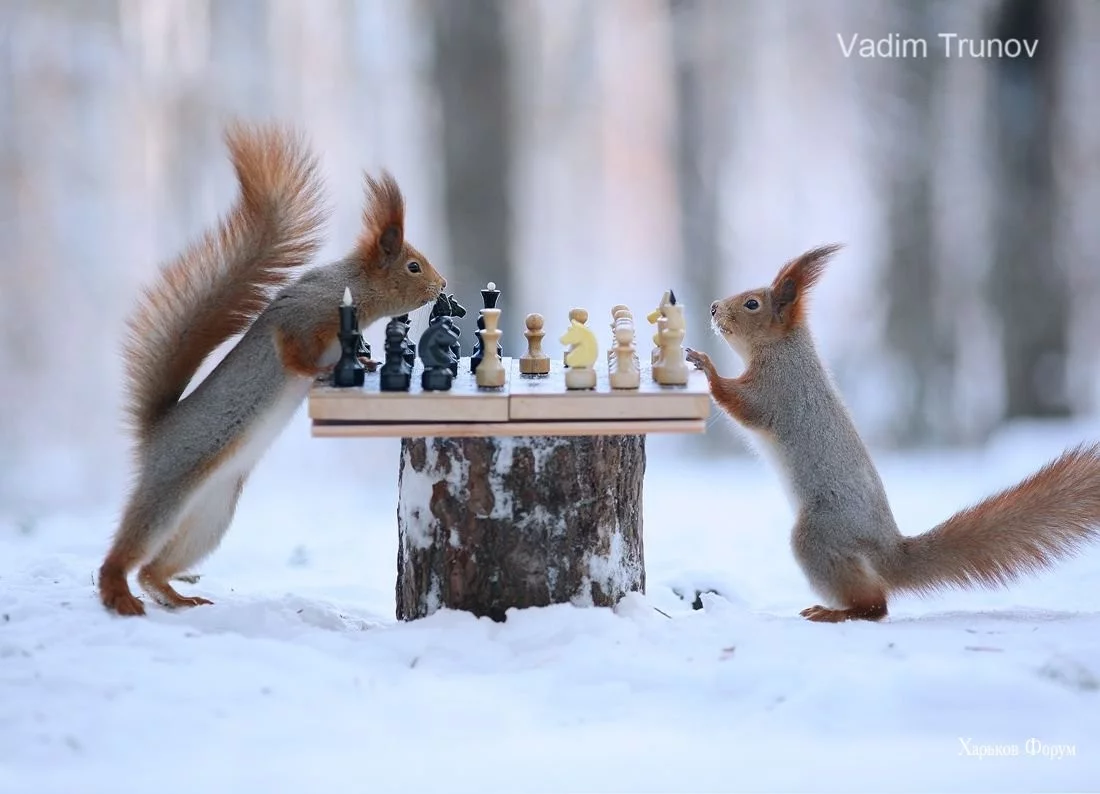 1f180ff8fc7c5e0c13683262.webp