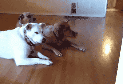 1fa6dc8cfce17811.gif