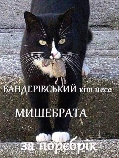 1fdcgh.webp